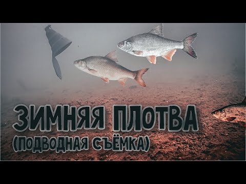 Видео: Плотва Зимой 2020...Рыбалка на Мормышку и Донку...(Подводная Съёмка )