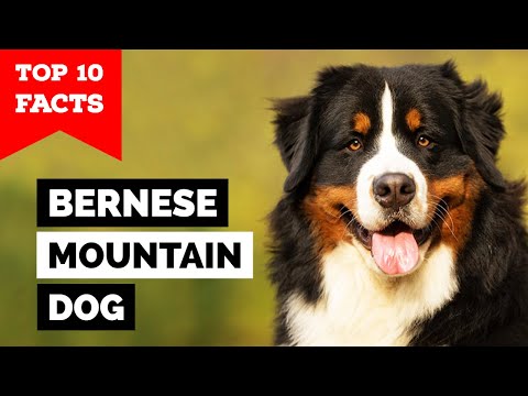 Видео: Бернский зенненхунд — 10 самых интересных фактов