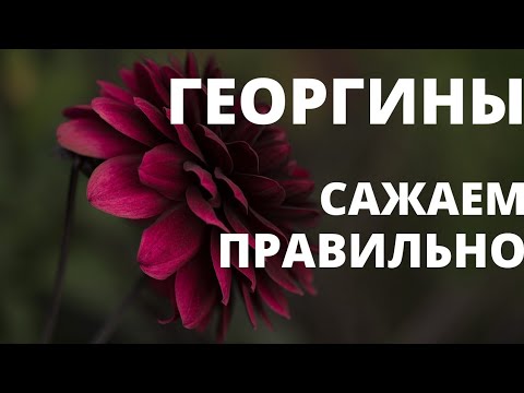 Видео: Георгины.Правильная посадка-секрет пышного куста.Где купить клубни