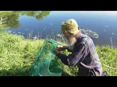 Видео: Рыбалка новой мордушкой (сетчатой).   08. 08. 2018