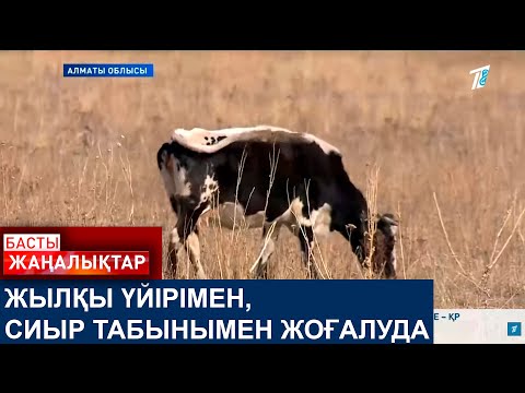 Видео: ЖЫЛҚЫ ҮЙІРІМЕН, СИЫР ТАБЫНЫМЕН ЖОҒАЛУДА