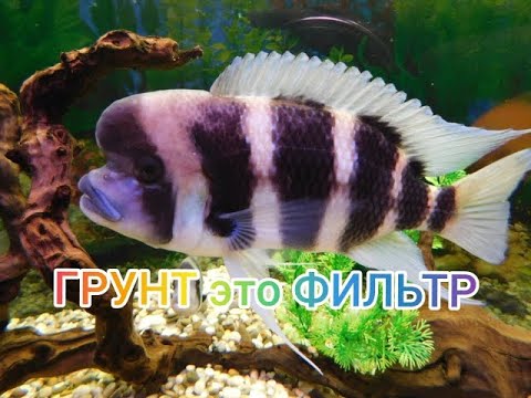 Видео: Грунт и его роль в Цихлиднике.Дискусятник, Фитофильтр, Травник после лета.