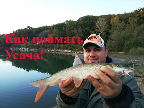 Видео: Секреты ловли Усача. Как и на что поймать Усача. Ловля на донки Усача