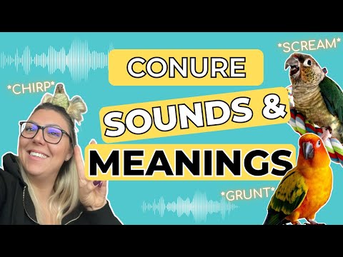 Видео: Звуки, поведение и значения конуре