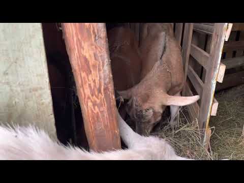 Видео: Болезни коз.Общие характеристики.