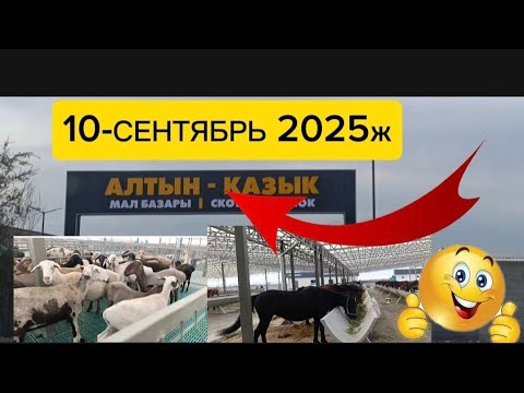 Видео: МАЛ БАЗАР, БИШКЕКТЕ АЛТЫН КАЗЫК , ПРИГОРОДНЫЙ МАЛ БАЗАР БААРЫ БИР ЖЕРГЕ КӨЧТҮ 10/09/25/