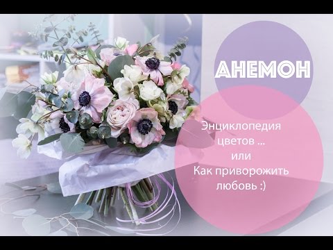Видео: Анемоны: энциклопедия цветов ... или как приворожить парня :)