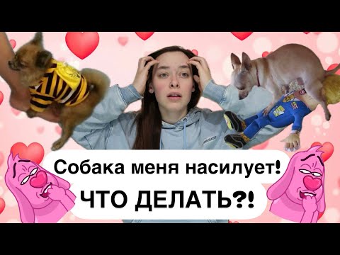 Видео: Садки у собак. Полный гайд! Реши проблему раз и навсегда