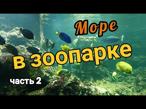 Видео: Магия моря в аквариумах зоопарка #beautyofnature #aquarium #аквариумистика