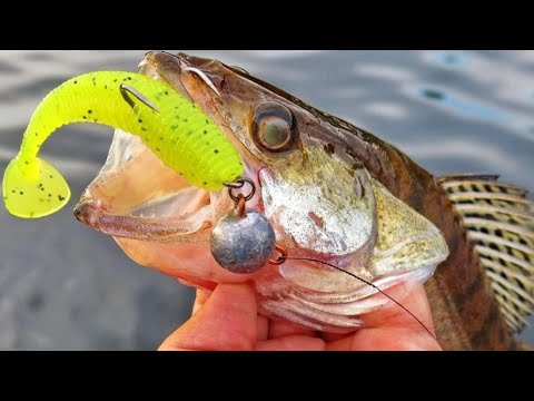 Видео: Сезон свинца. Ловля судака осенью на водохранилище.