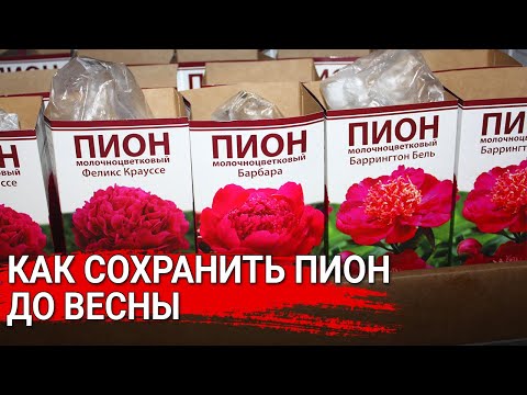 Видео: Как сохранить пион до весны