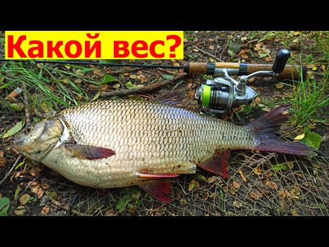 Видео: Как где и на что ловить язя на реке Десна летом в Киевской области