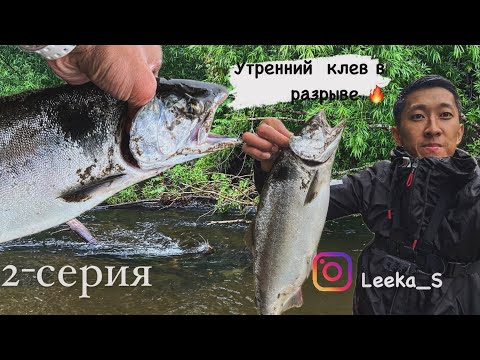 Видео: Горбуша на горной реке/лосось/рыбалка/Сахалин/2-Серия