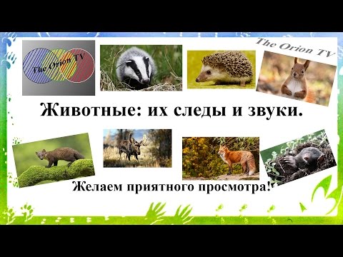 Видео: Животные: их следы и звуки