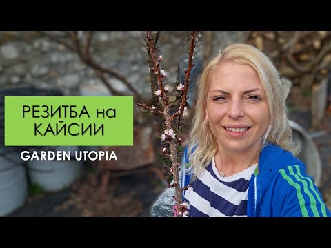 Видео: КАЙСИИ - зимна резитба