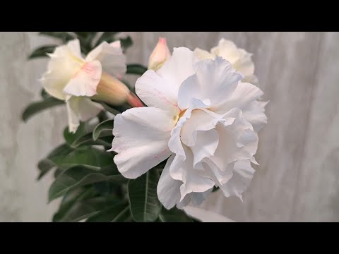 Видео: Адениум , красота цветка💕20.05.2025.