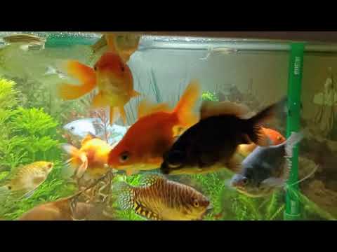 Видео: Погибли ещё три Катушки 🥲😱. Горбатый зажигает 🐫🤭. Обзор на ночь 🌌🔥 🐠 Aqua Chaos 