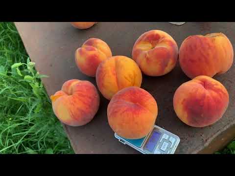 Видео: Персик сорт Коля ! Огромные размеры до 500г и более.