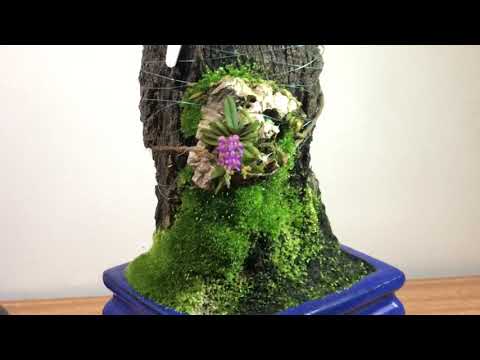 Видео: Schoenorchis fragrance , мох на орхидеях😍