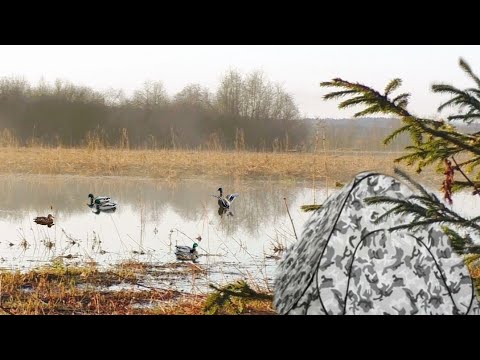 Видео: Живу в Палатке, из неё же Охочусь! Открытие охоты 2023 на утку.