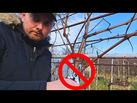 Видео: Никогда не обрезайте здесь виноградную лозу!