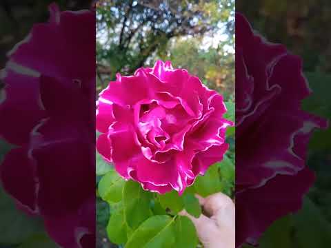 Видео: В сентябре цветут безвременники... Видео-"потеряшка"