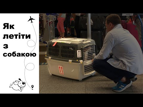 Видео: Як ми летіли з собакою