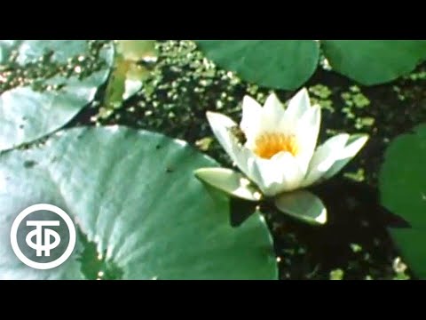 Видео: В Усманском бору. О красоте природы Воронежского заповедника (1985)