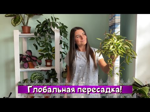 Видео: Глобальная пересадка. Пересаживаю проблемные калатеи, хойи.