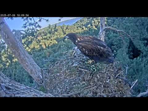 Видео: 6.07.2025 Камычи. Весь день Сардай лежал а к вечеру решил потренироваться.
