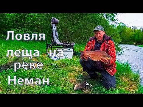 Видео: Ловля леща на реке Неман. Ловля леща фидером на реке.Весенний Неман.