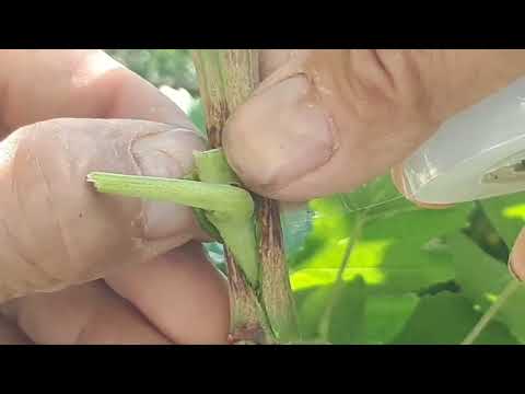 Видео: УЗУМНИ  КУРТАК УЛАМАСИ ПАЙВАНДИ