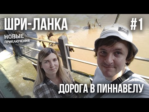 Видео: ШРИ-ЛАНКА 2023 #1. ЛЕТИМ НЕ В СЕЗОН. ЦЕНТР ОСТРОВА С ЛИЧНЫМ ВОДИТЕЛЕМ. ПИННАВЕЛА. САЛАТ ОТ ШЕФА.