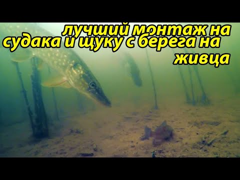 Видео: Оснастка для ловли на живца с берега судака и щуки,рыбалка в ноябре на судак и щука,для рыбалки