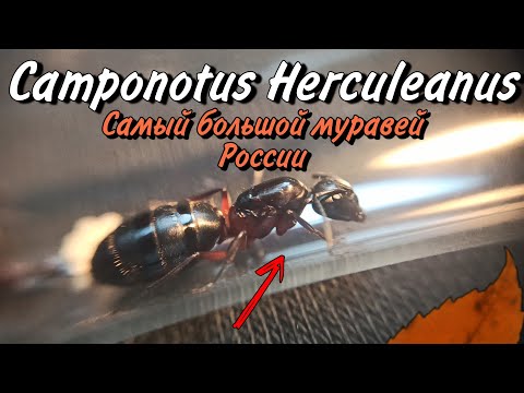 Видео: Camponotus Herculeanus. Геркулес мира муравьёв! // Содержание, опыт.