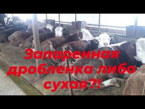 Видео: Откорм быков. Как лучше откармливать КРС ? запаривать кормовые или сухим давать?!