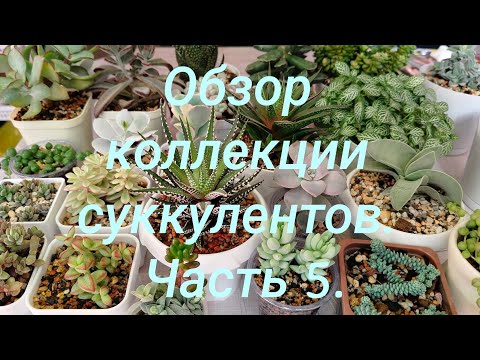 Видео: Обзор коллекции суккулентов. Часть 5.