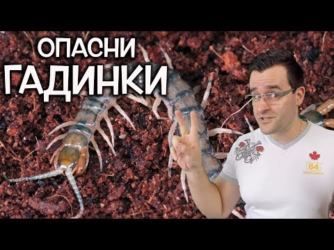 Видео: Топ 10 опасни гадинки на планетата