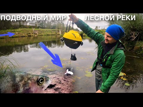 Видео: РЫБАЛКА НА ПОДВОДНЫЙ ДРОН! В ЭТОЙ ЯМЕ МНОГО РЫБЫ! Подводная съёмка на лесной реке.