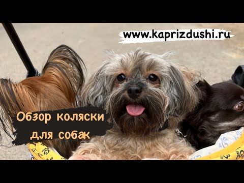 Видео: Коляска для собак
