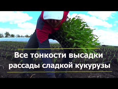 Видео: Как высадить рассаду сладкой кукурузы в грунт? За день садим 20000 растений в ручную!