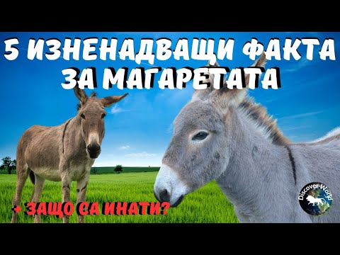 Видео: МАГАРЕ: ТОП 5 НЕВЕРОЯТНИ ФАКТА, КОИТО ЩЕ ВИ ОЧАРОВАТ #animals #donkey