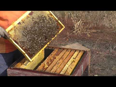 Видео: СОБИРАЕМ ПЧЁЛ В ЗИМУ ПО БЫСТРОМУ.
