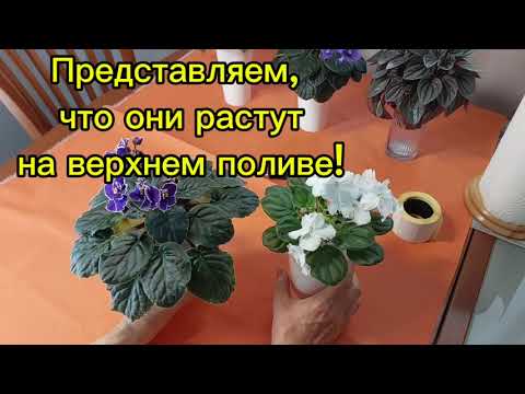 Видео: Как перевести фиалку на фитиль?
