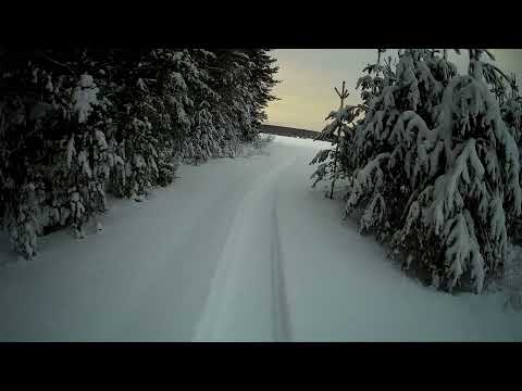Видео: ПРИВАДА НА ЛИСУ ЗАРАБОТАЛА / ОХОТА НА ЛИС КАПКАНАМИ.