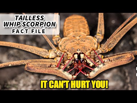 Видео: Факты о бесхвостом скорпионе-хлысте: ЖУК из «Гарри Поттера» | Архив фактов о животных