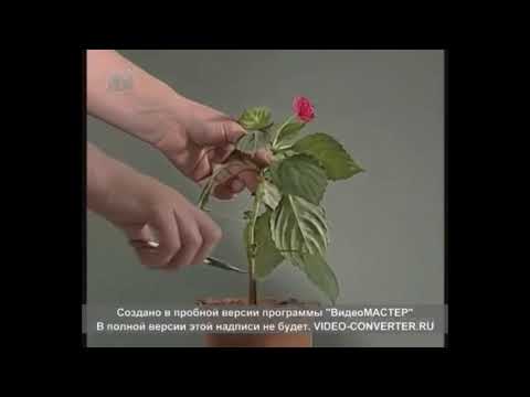 Видео: өсімдіктердің су режимі