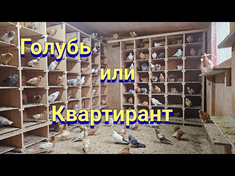 Видео: Голуби или квартиранты