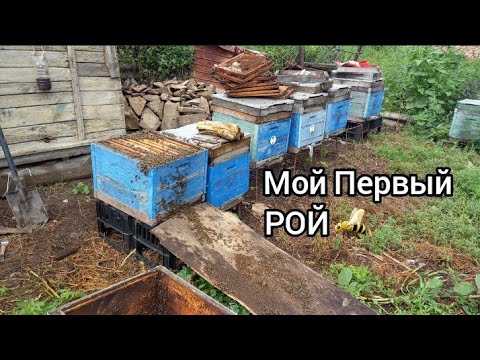 Видео: Огромный рой пчел залетел ко мне в улей. Мой первый рой пчел. Поймал рой пчел