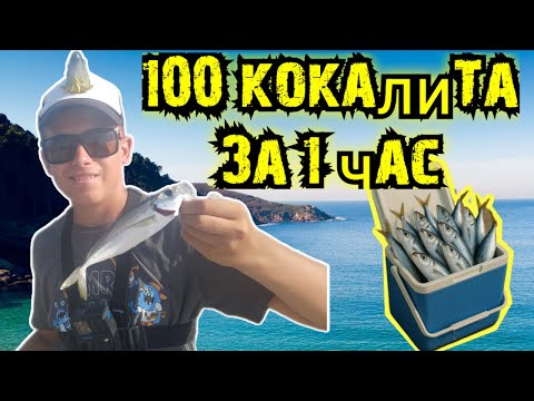 Видео: НЕСПИРАЩ ЕКШЪН!!! Не можете да повярвате колко риба хванахме в Гърция - риболов в Гърция